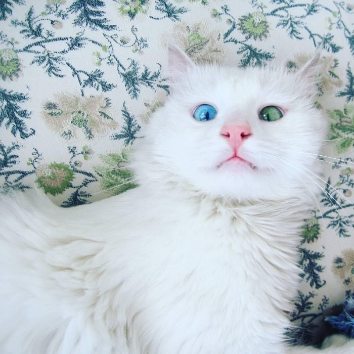 Nằm mơ thấy con mèo trắng là điềm gì?