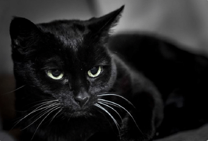 Mơ thấy mèo đen đánh lô đề con gì chính xác nhất