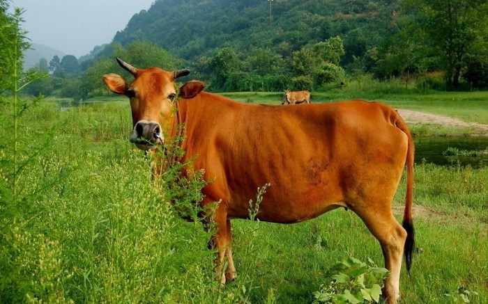 Hình tượng con bò trong văn hóa Việt Nam