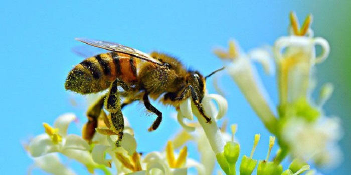 Hóa giải giấc mơ thấy ong
